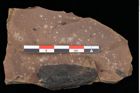 Foto (Detailansicht) von Pinus sp. (NHMW-GEO-2024-0188-0195)